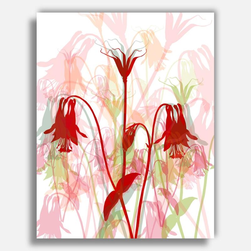 Endemic Healing ii, Wild Columbine, MA, print